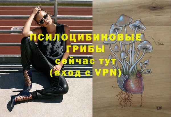 шишки Арсеньев